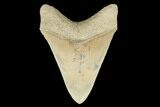 Serrated, Fossil Megalodon Tooth - Aurora, North Carolina #176570-2